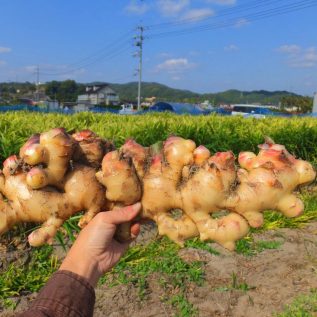瀬戸内からだ想いゼリー＿「おのみち潮風生姜」